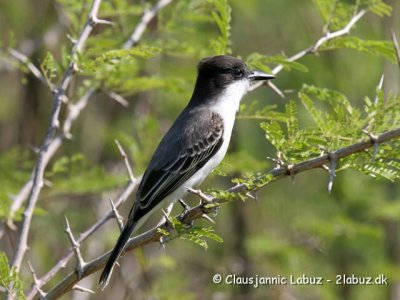 Loggerhead Kingbird / Storhovedet Kongetyran