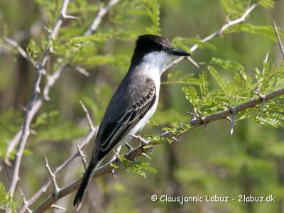 Loggerhead Kingbird / Storhovedet Kongetyran