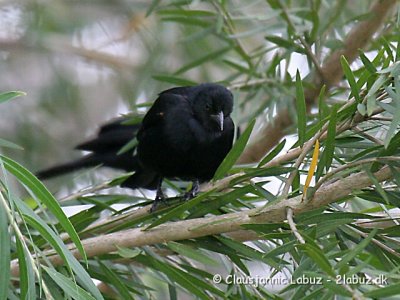 Tawny-shouldered Blackbird / Rødskuldret Stærling