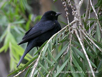 Tawny-shouldered Blackbird / Rødskuldret Stærling