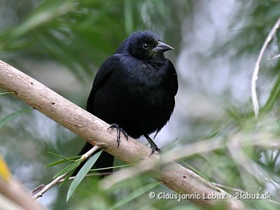 Tawny-shouldered Blackbird / Rdskuldret Strling