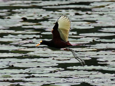 Northern Jacana / Nordlig Jacana
