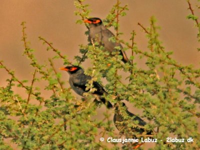 Bank Myna / Gr Maina