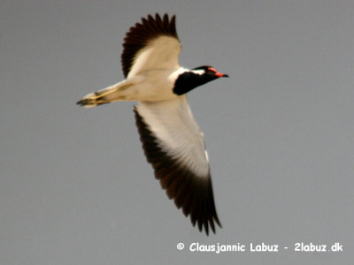 Red-wattled Lapwing / Indisk Vibe