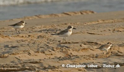 Lesser Sandplover and Greater Sandplover / Mongolsk Prstekrave og rkenprstekrave