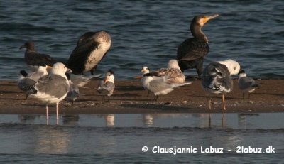 (Greater) Crested Tern / Bergiusterne