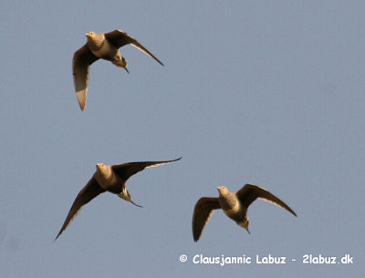 Chestnut-bellied Sandgrouse / Brunbuget Sandhne