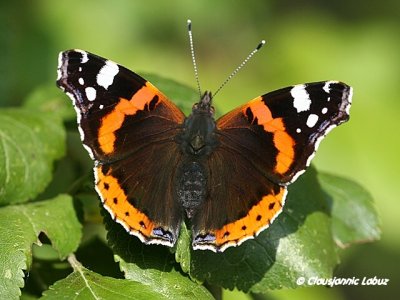 Red  Admiral / Admiral - Vanessa atalanta