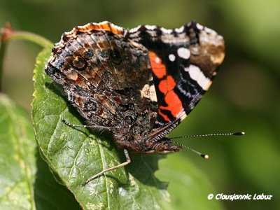Red  Admiral / Admiral - Vanessa atalanta