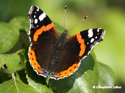 Red  Admiral / Admiral - Vanessa atalanta