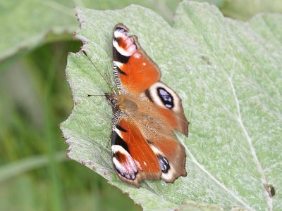 European Peacock / Dagpfugleje - Inachis io / Nymphalis io