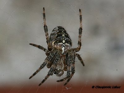 European garden spider  / Korsederkop -  Araneus diadematus