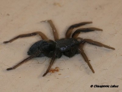 Mouse Spider / Museedderkop - scotophaeus blackwalli