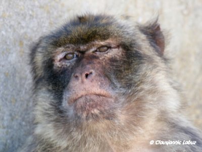 Barbary Macaque / Berberabe - Macaca sylvanus