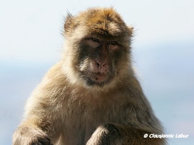 Barbary Macaque / Berberabe - Macaca sylvanus