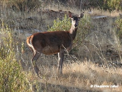 Red Deer / Kronhjort - Cervus elaphus