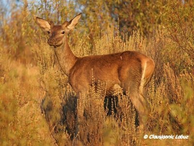 Red Deer / Kronhjort - Cervus elaphus