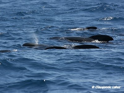 Pilotwhale / Kortluffet Grindehval - Globicephala macrorhynchus