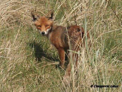 Red Fox / Rv - Vulpes vulpes