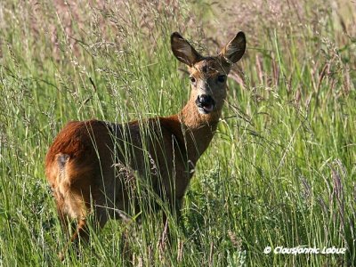 Roedeer / Rdyr - Capreolus capreolus
