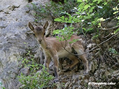 Spanish Ibex / Iberisk Stenbuk - Capra pyrenaica
