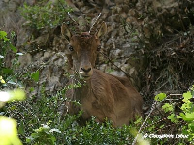 Spanish Ibex / Iberisk Stenbuk - Capra pyrenaica