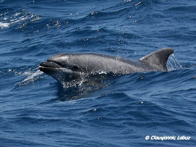 Bottlenosed Dolphin / resvin - Tursiops truncatus