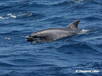 Bottlenosed Dolphin / resvin - Tursiops truncatus