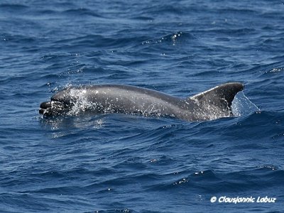 Bottlenosed Dolphin / resvin - Tursiops truncatus
