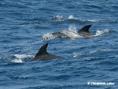 Bottlenosed Dolphin / resvin - Tursiops truncatus