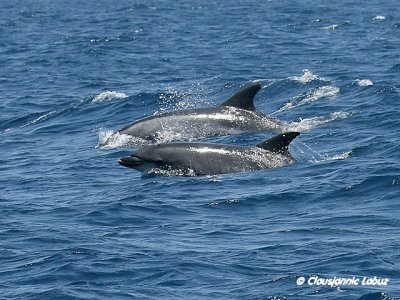 Bottlenosed Dolphin / resvin - Tursiops truncatus