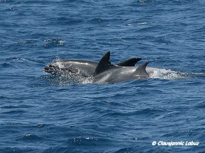 Bottlenosed Dolphin / resvin - Tursiops truncatus