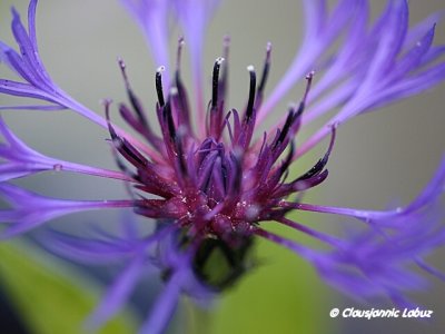 Mountain Cornflower / Bjerg-knopurt - Centaurea montana