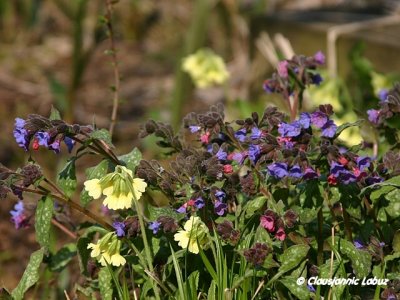 Flowers in the forrest floor