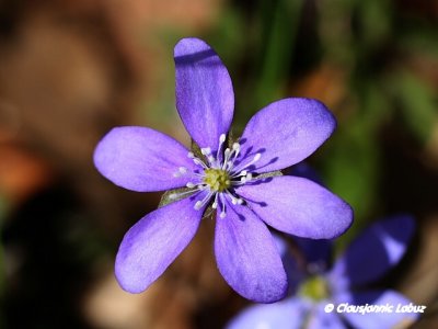 Liverleaf / Bl anemone - Hepatica nobilis