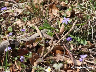 Liverleaf / Bl anemone - Hepatica nobilis