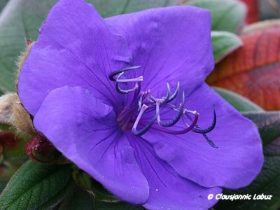 Brasilian Purpurwing / Brasiliansk Purpurvinge - Tibouchina urvilleana