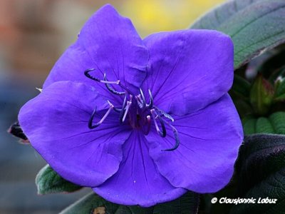 Brasilian Purpurwing / Brasiliansk Purpurvinge - Tibouchina urvilleana