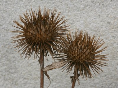Downy Burdock / Filtet Burre - Arctium tomentosum)
