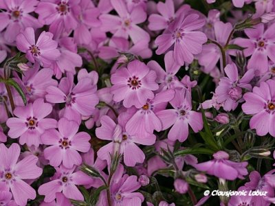 Rock garden flowers / Stenbed blomster