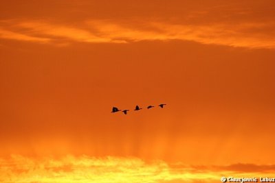 Geese in morninglight / Gs morgenlys