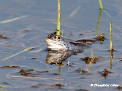 Common Frog / Butsnudet fr - Rana temporaria