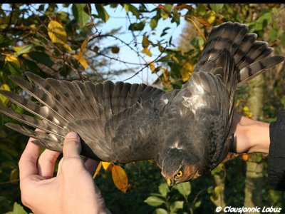 Eurasian Sparrowhawk / Spurvehg