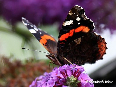 Red  Admiral / Admiral - Vanessa atalanta