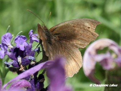 Ringlet / Engrandje - Aphantopus hyperantus