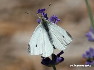 Small White / Lille Klsommerfugl - Pieris rapae