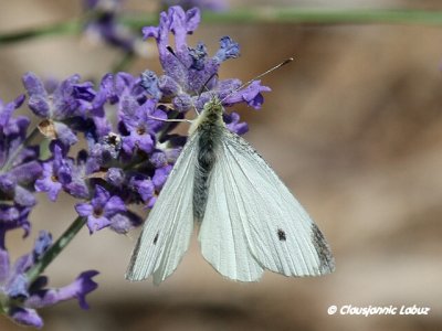 Small White / Lille Klsommerfugl - Pieris rapae