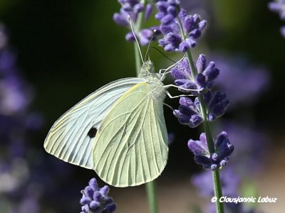 Small White / Lille Kålsommerfugl - Pieris rapae