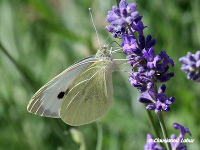 Small White / Lille Kålsommerfugl - Pieris rapae