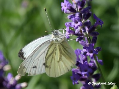 Small White / Lille Kålsommerfugl - Pieris rapae